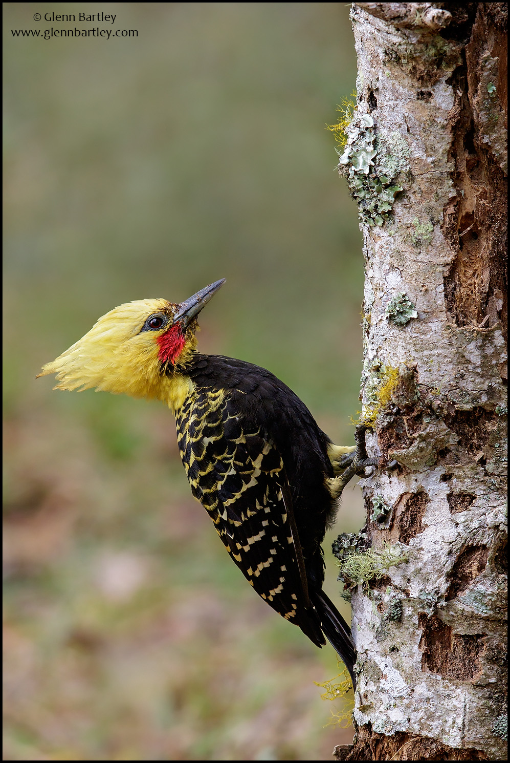 Blonde-crested Woodpecker- 01.jpg